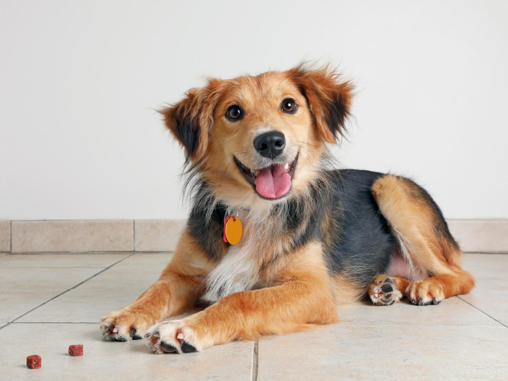 como elijo el nombre de un perro