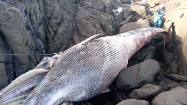 El ejemplar de ballena varado en Oia.