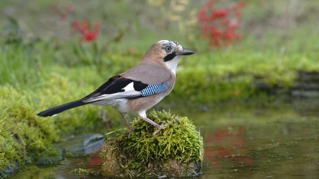 Arrendajo, una de las aves más importantes de los bosques españoles.