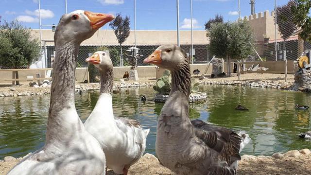 La Era de las Aves en Fresno el Viejo