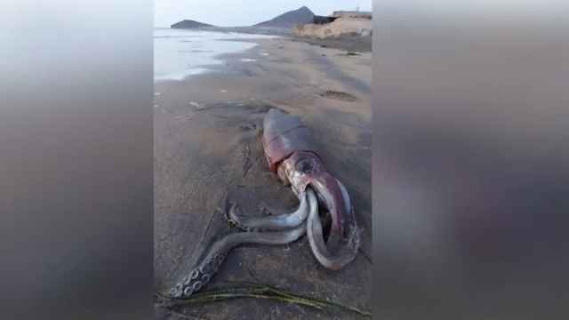 El calamar gigante encontrado en una playa de Tenerife.