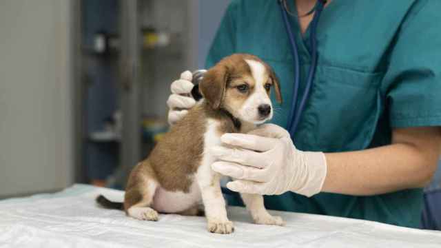 Alerta veterinaria por una rara enfermedad desconocida que afecta a cientos de perros