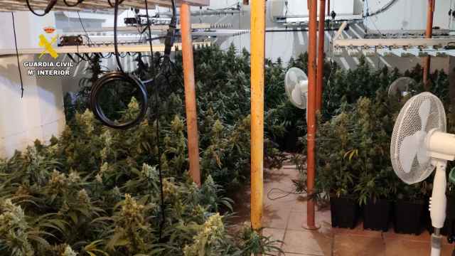 Una de las plantaciones de marihuana encontradas por la Guardia Civil.
