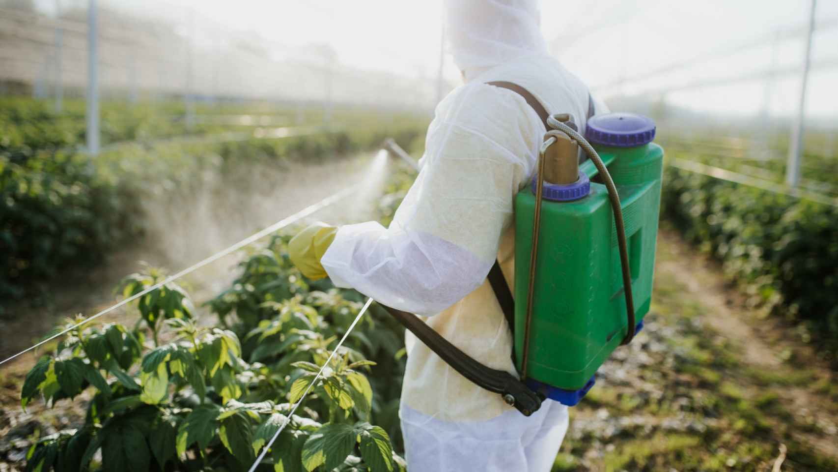 Un operario fumiga pesticidas en un cultivo