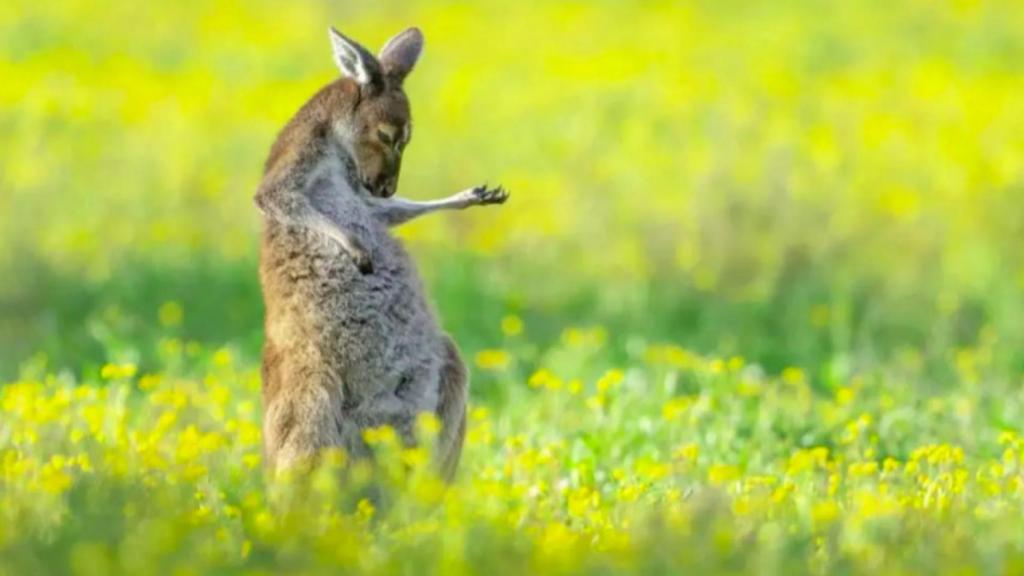 'Air Guitar Roo'