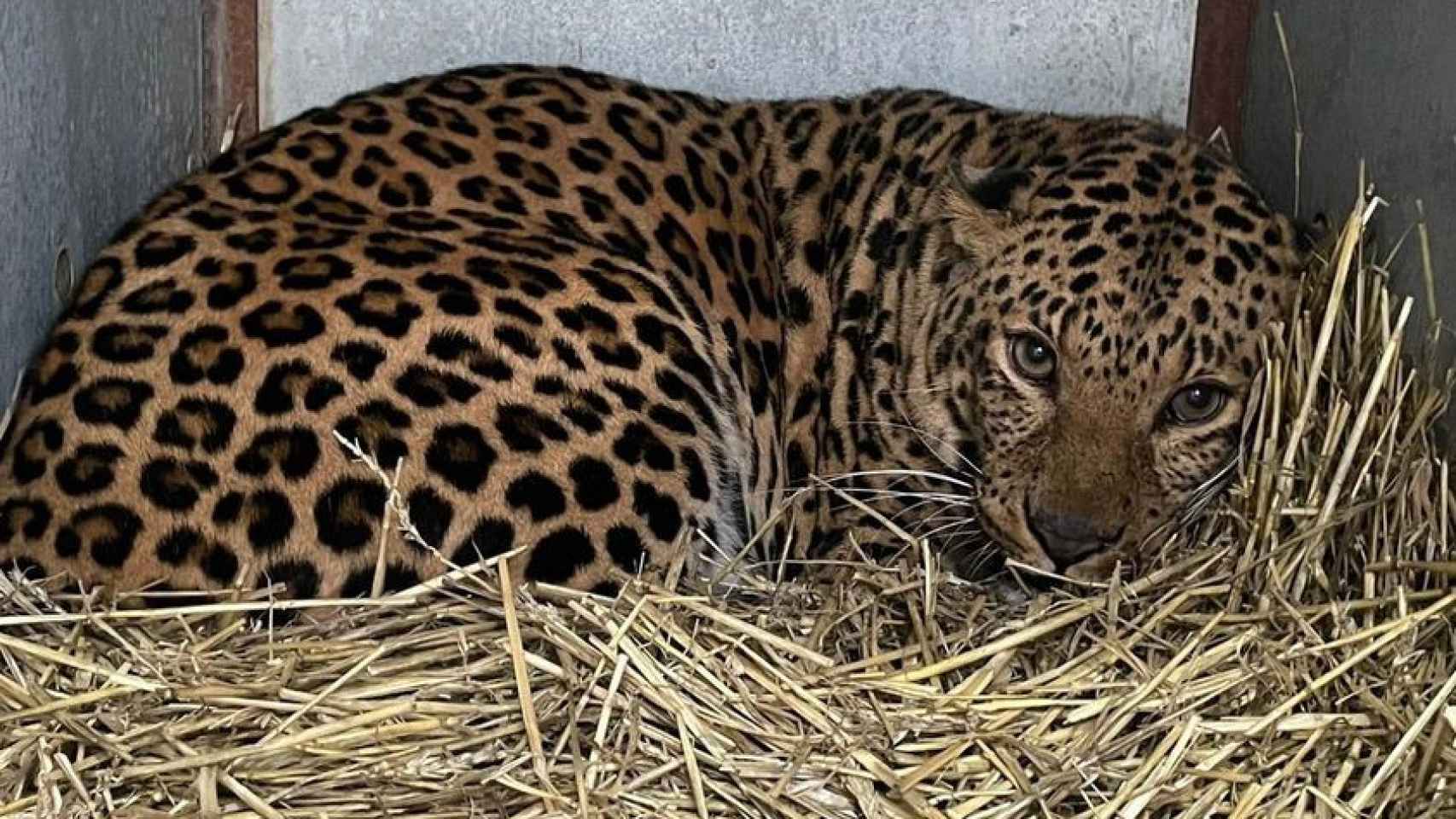 El leopardo rescatado del conflicto de Ucrania.