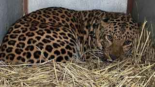 Un santuario de Alicante rescata un leopardo abandonado a sus suerte en la guerra de Ucrania