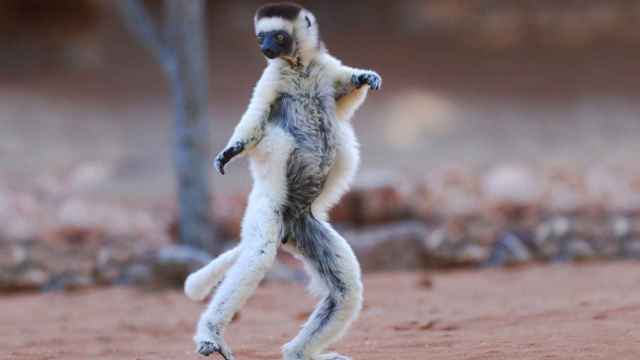El sifaka: El animal más bailarín de la naturaleza