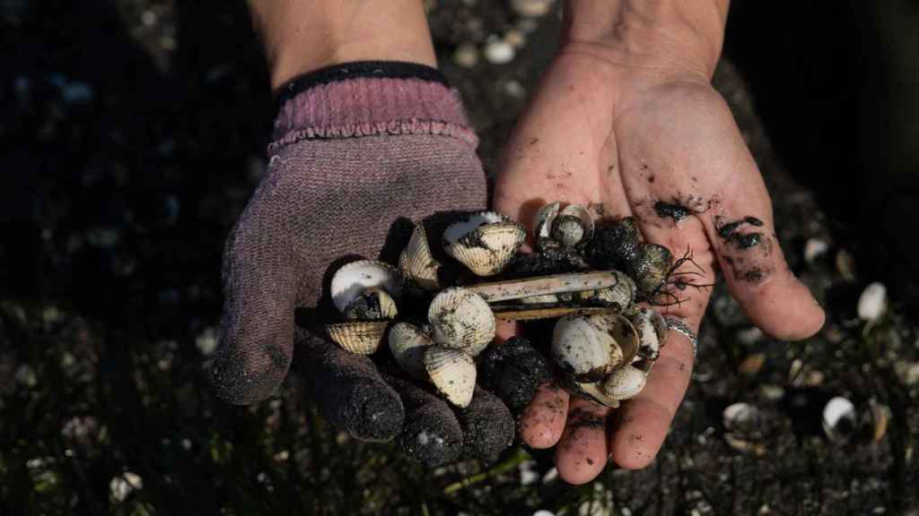 Una mujer sostiene en las manos crías de almeja en la ensenada de San Simón, Rías Baixas, a 17 de noviembre de 2023.