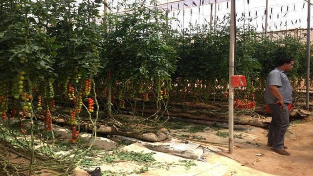 Interior de uno de los invernaderos de tomates en el Sáhara Occidental.