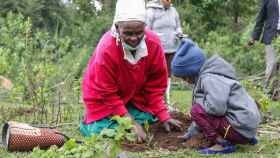 Una anciana y un niños plantan un árbol en Kenia.
