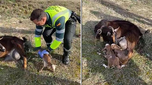 La Guardia Civil de Valladolid asiste en el parto a una cabra en Medina del Campo