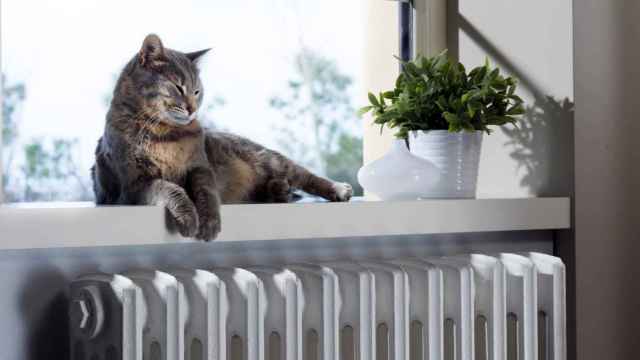 Imagen de un gato en la ventana sobre un radiador