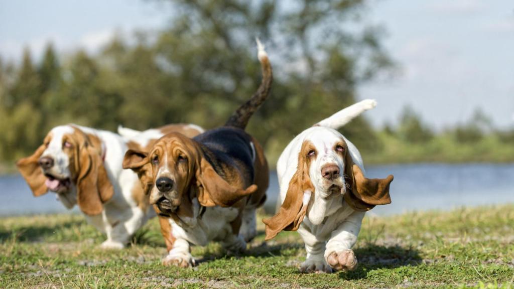 Basset Hound