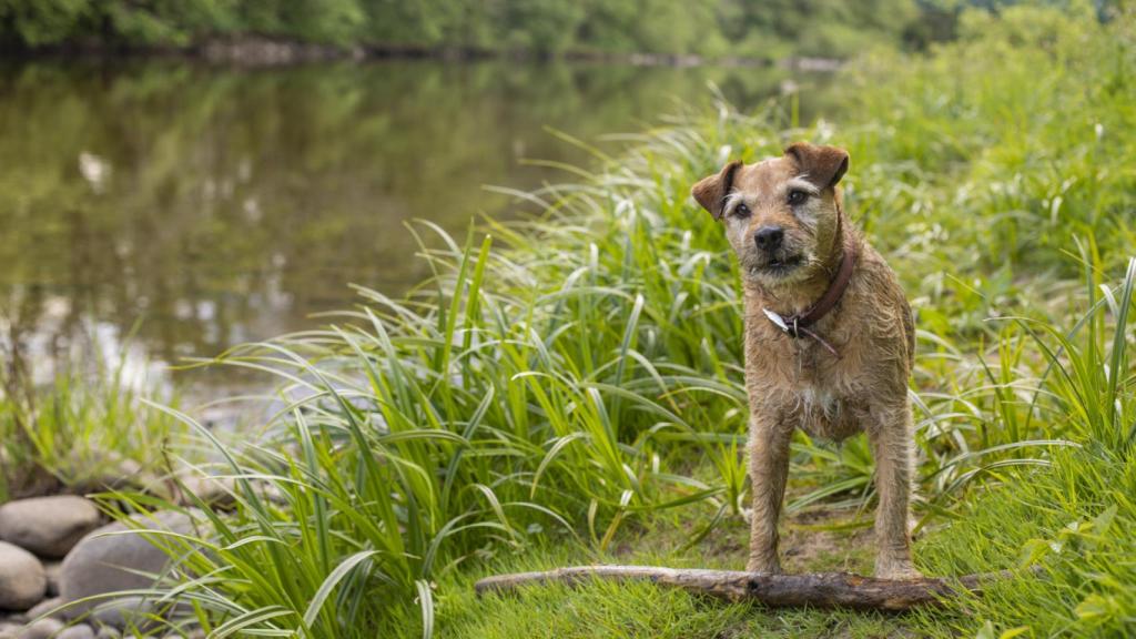 Border Terrier