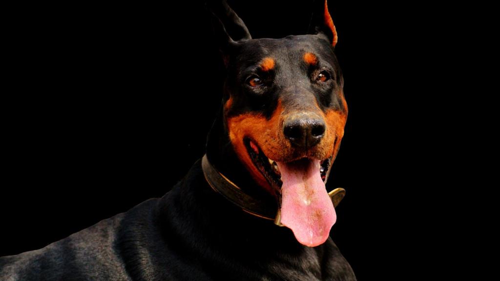 Doberman