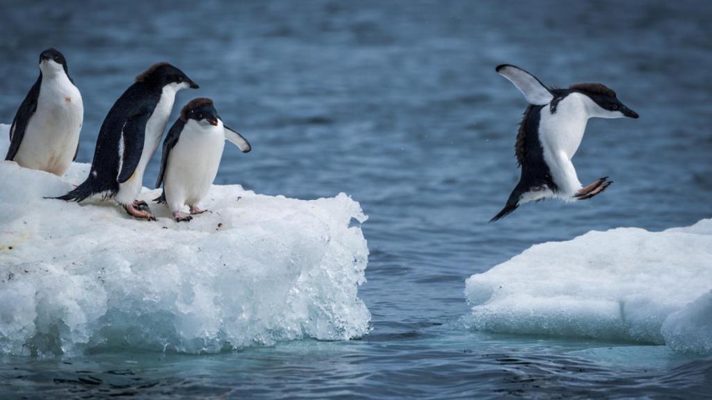 Pingüino de adelia salto entre dos témpanos de hielo.
