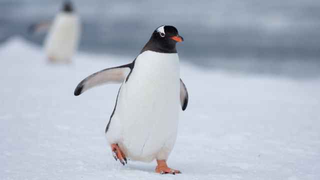 Pingüino gentú camina sobre la nieve en la Antártida.