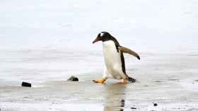 Imagen de archivo de un pingüino.