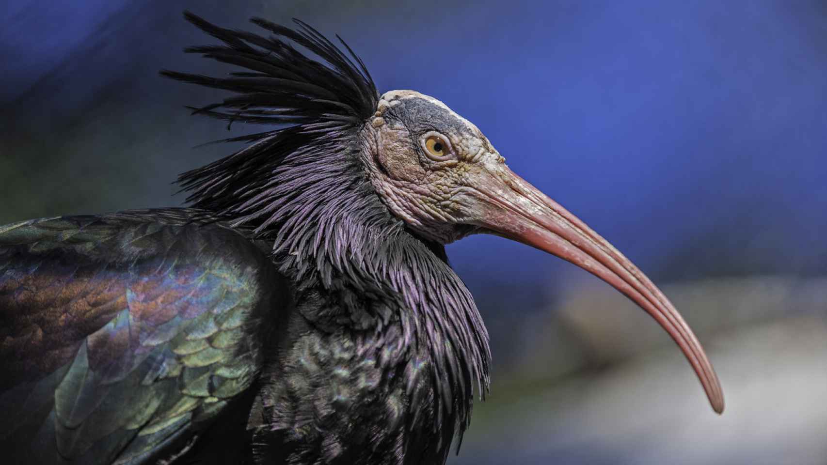 La curiosa ave en España que está entre las cinco más amenazadas del mundo