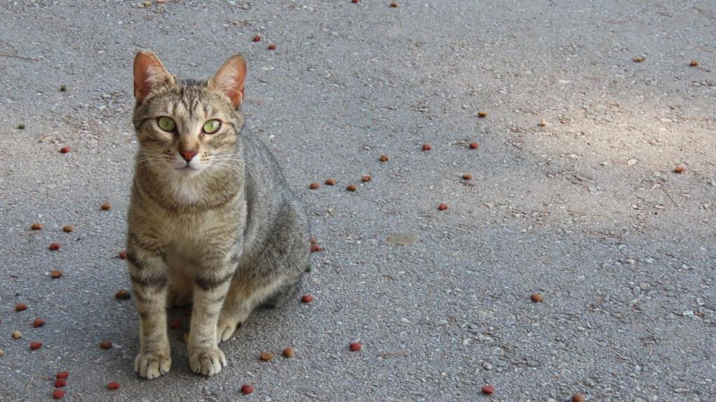 Imagen de archivo de un felino