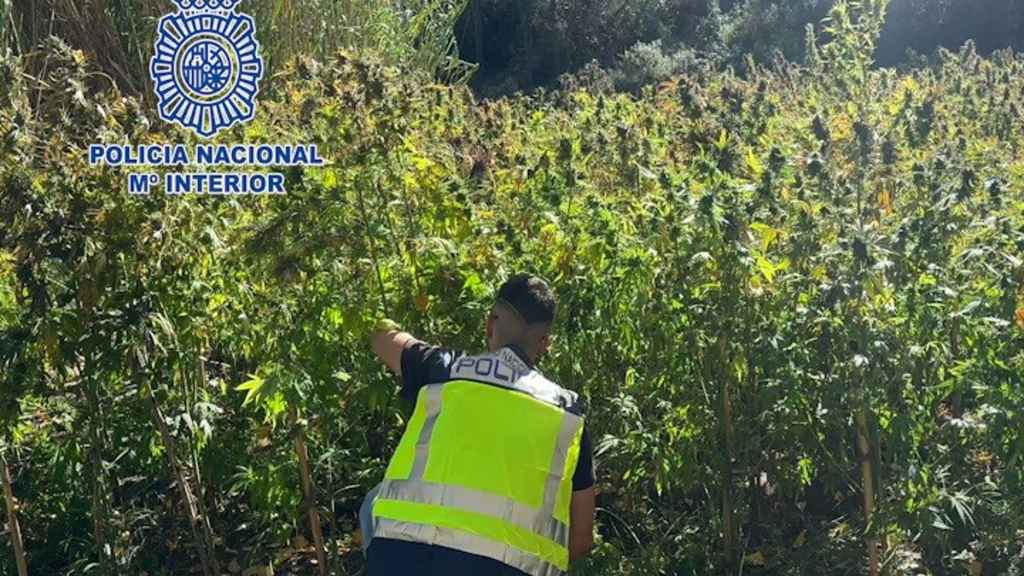 La Policía desmantela en Chiva tres cultivos de marihuana con 1.300 plantas. Policía Nacional / Europa Press