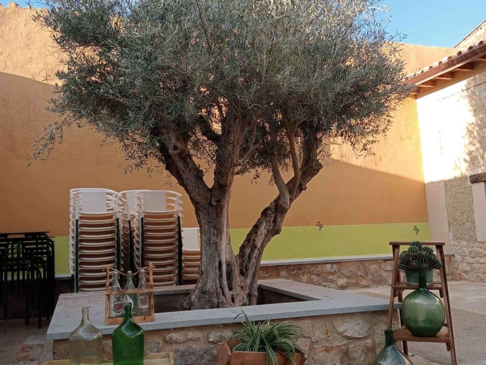 Imagen del olivo en el restaurante de Ampudia