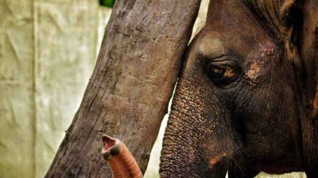 Mali, la elefanta del zoológico de Manila (Filipinas).