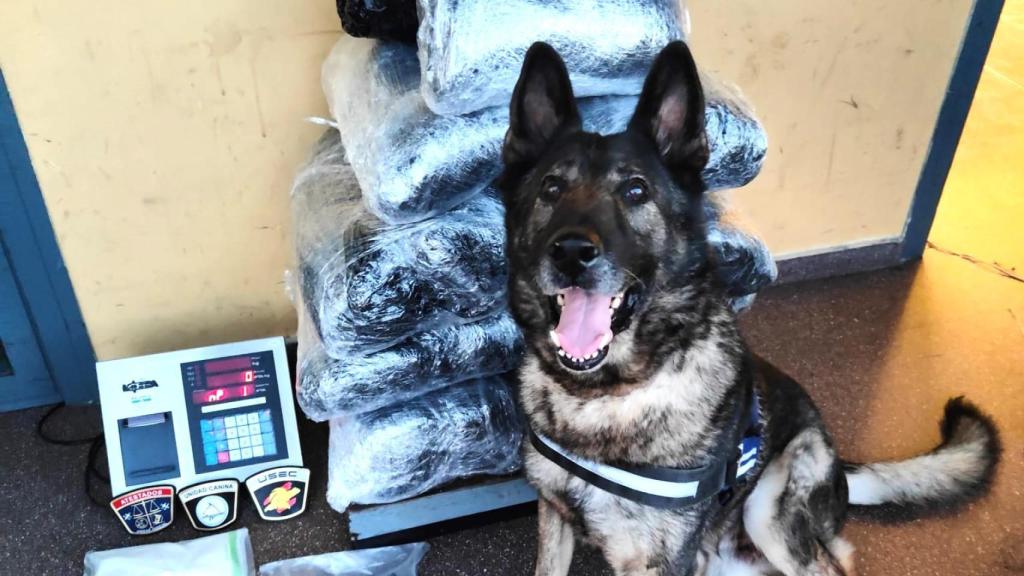 El perro policía Gus, junto a la droga interceptada.