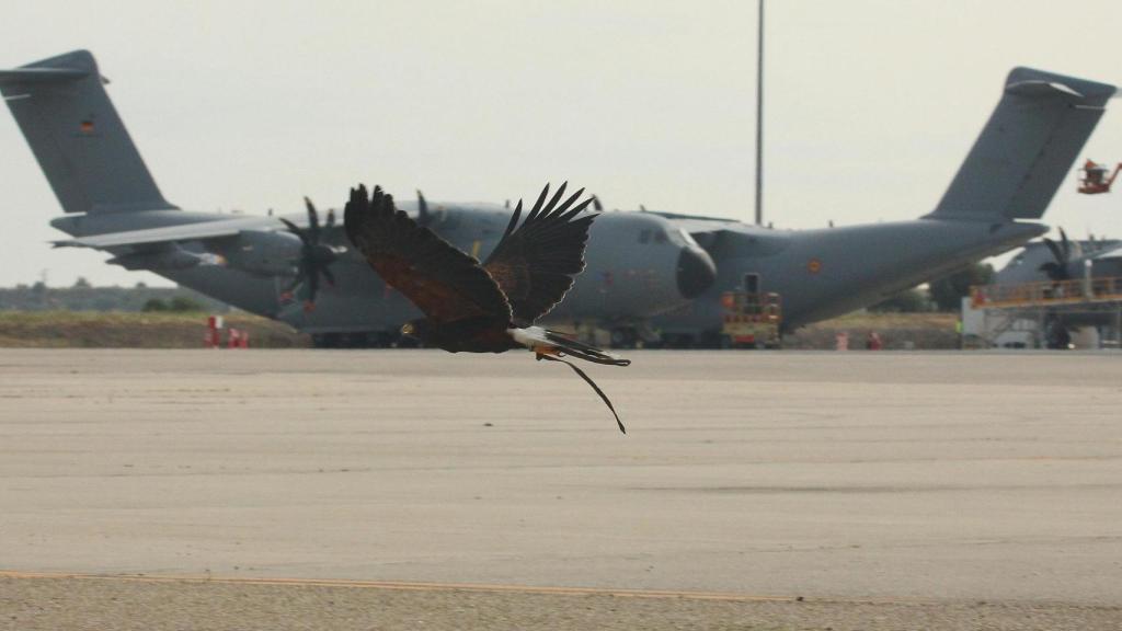 Un águila.