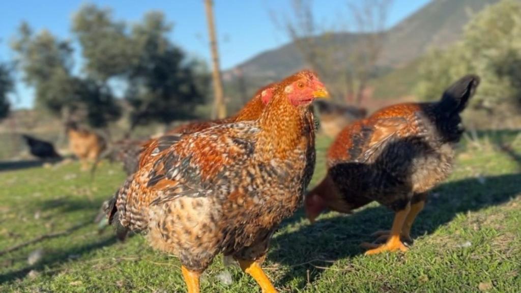 Los capones, campeando libres en 'La Loma verde'