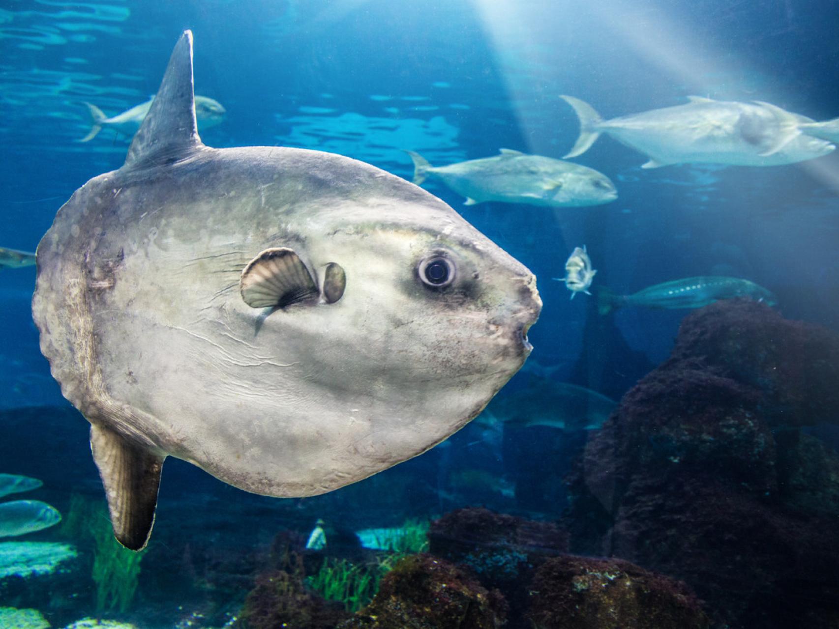 El pez más pesado del mundo, conocido como 'mola mola', en peligro