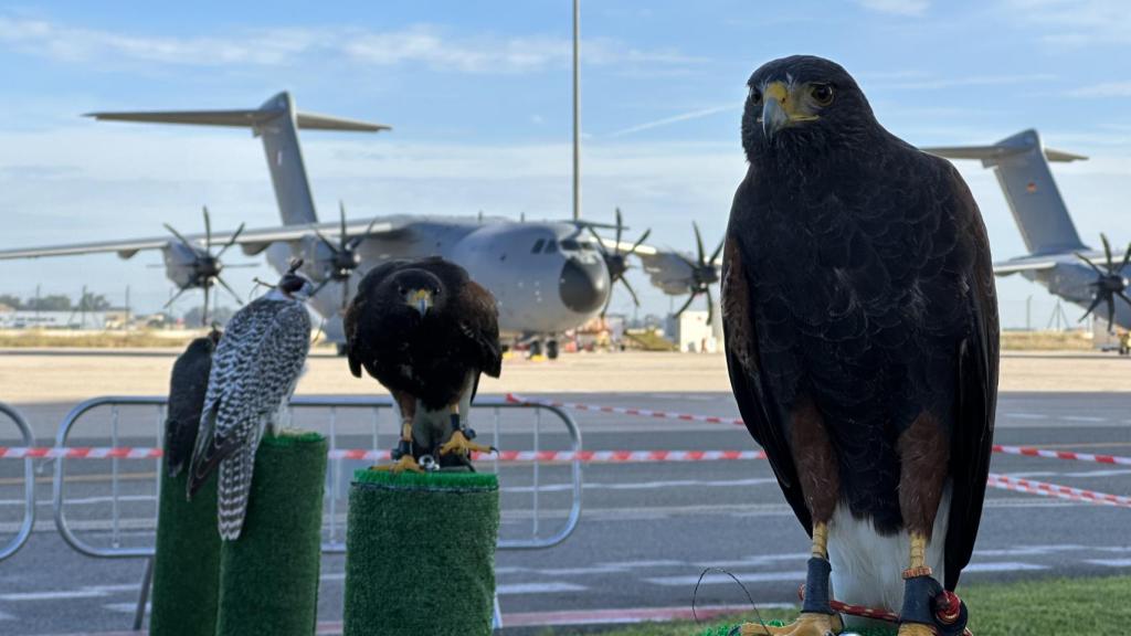 Varias de las aves que patrullan las instalaciones de San Pablo, en Sevilla.