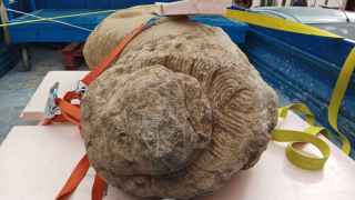 Hallazgo sorprendente en Málaga: encuentran un gran león íbero enterrado desde hace más de 2.000 años