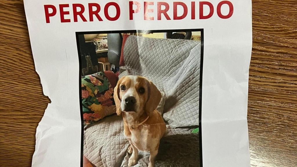 Se busca al beagle Nei en A Coruña, que escapó a causa de unos fuegos artificiales