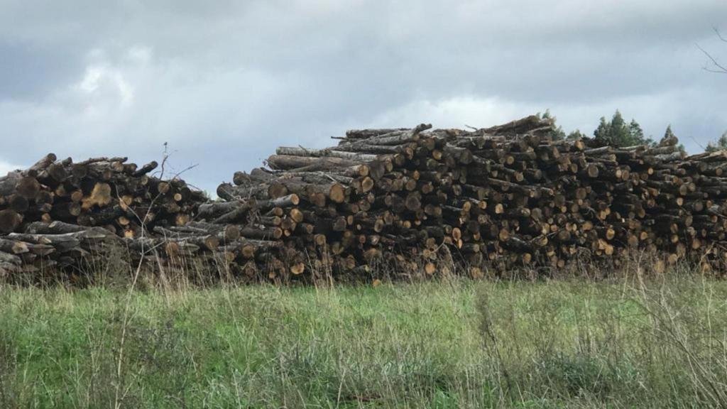 Investigado el gerente de una empresa maderera de Lugo por hurtar 250 toneladas de pino