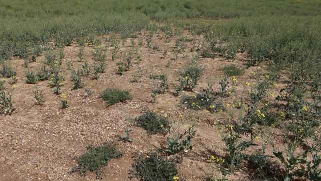 Unos campos de cultivo afectados por la sequía