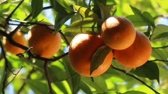 Imagen de naranjas en el árbol