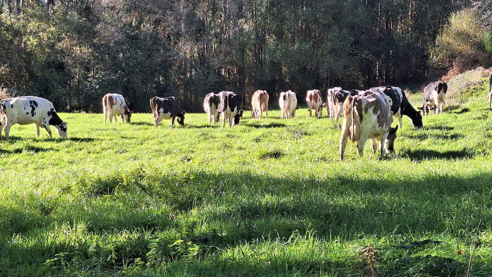 Algunas de las vacas de Belén Vilariño pastando