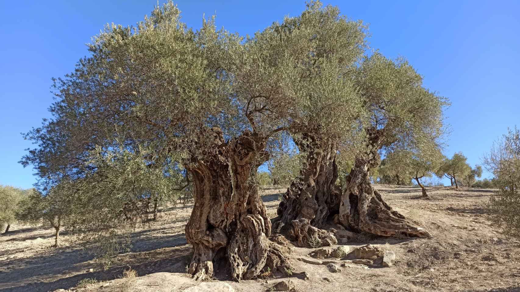 Vista del olivo milenario de Casabermeja