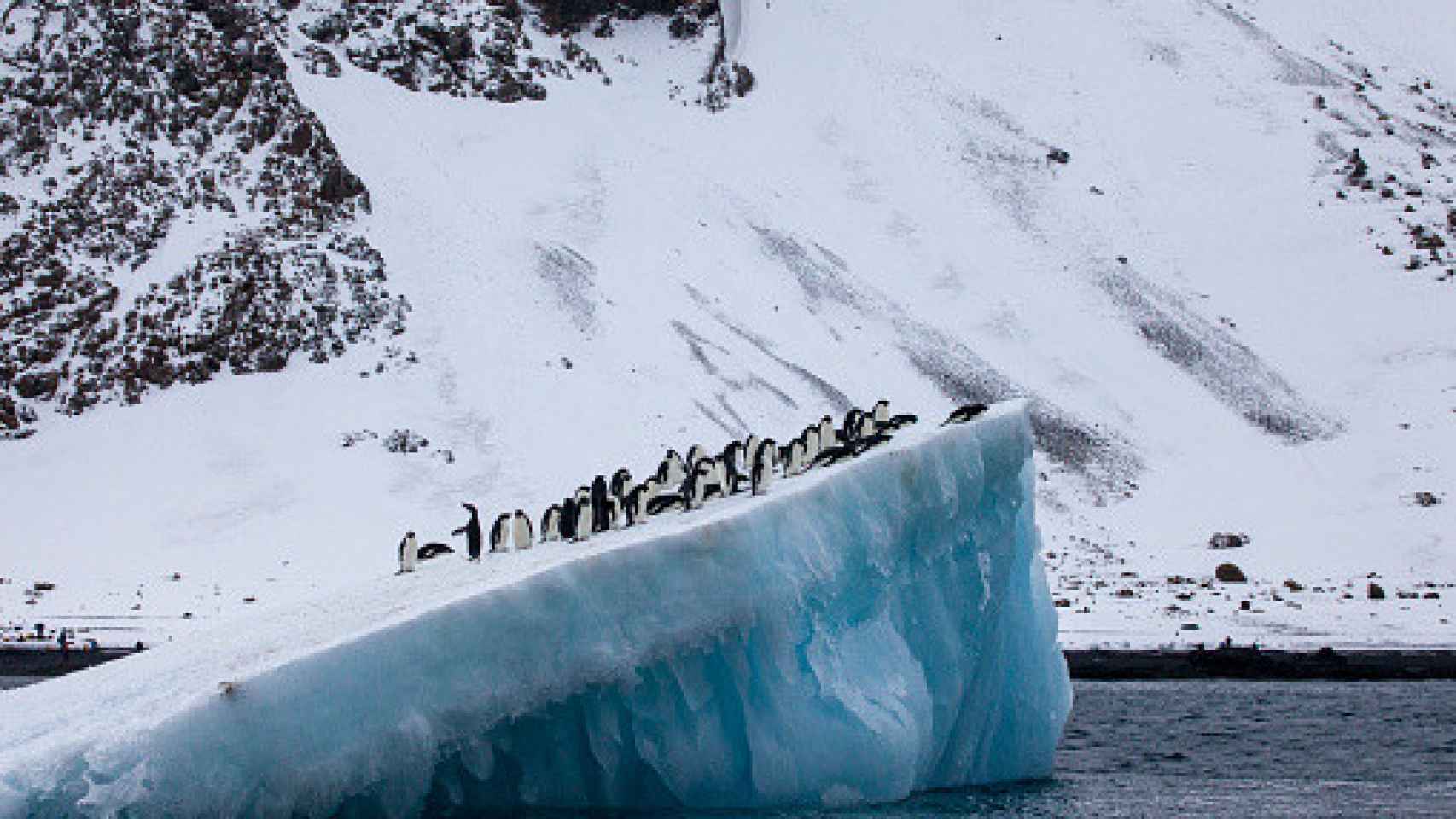 Pingüinos de Adelia (Pygoscelis adeliae) sobre un iceberg frente a Brown Bluff, Antártida.