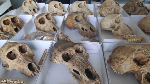 Cráneos de algunos de los babuinos momificados analizados en el estudio.