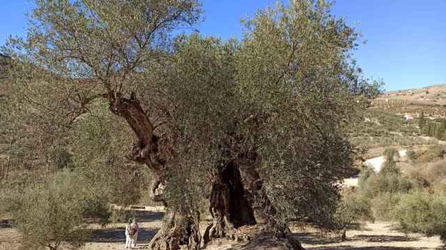 Este olivo en Casabermeja tiene más de 1.000 años.