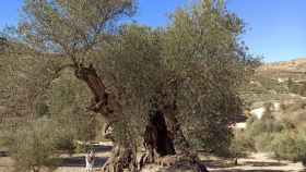 Este olivo en Casabermeja tiene más de 1.000 años.