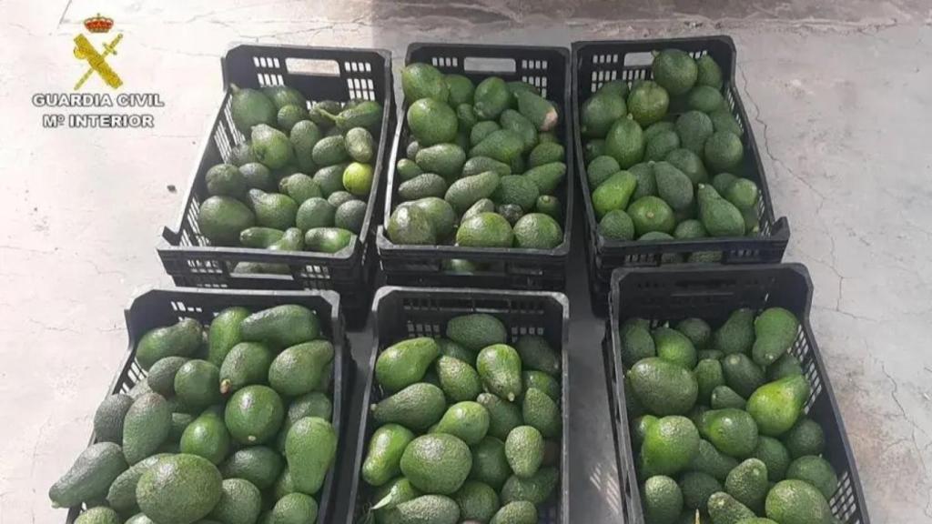 Los aguacates robados.