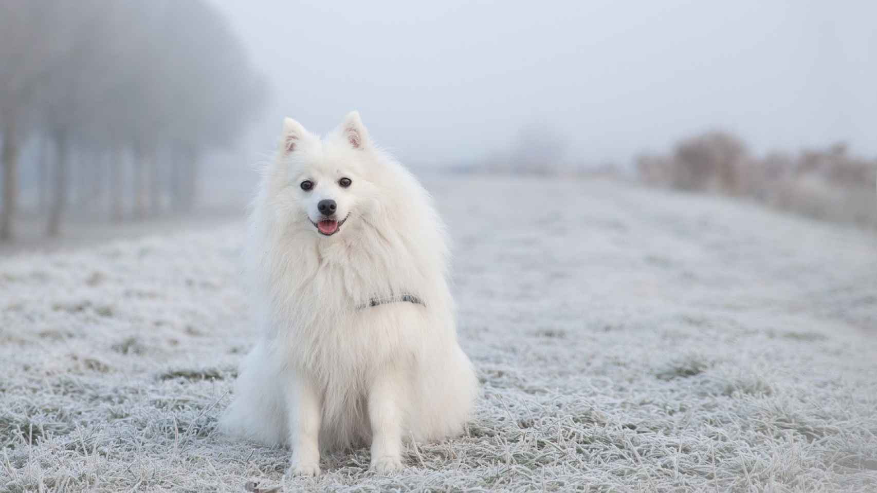 Así es como puedes saber si tu perro tiene frío: los síntomas a los que debes prestar atención