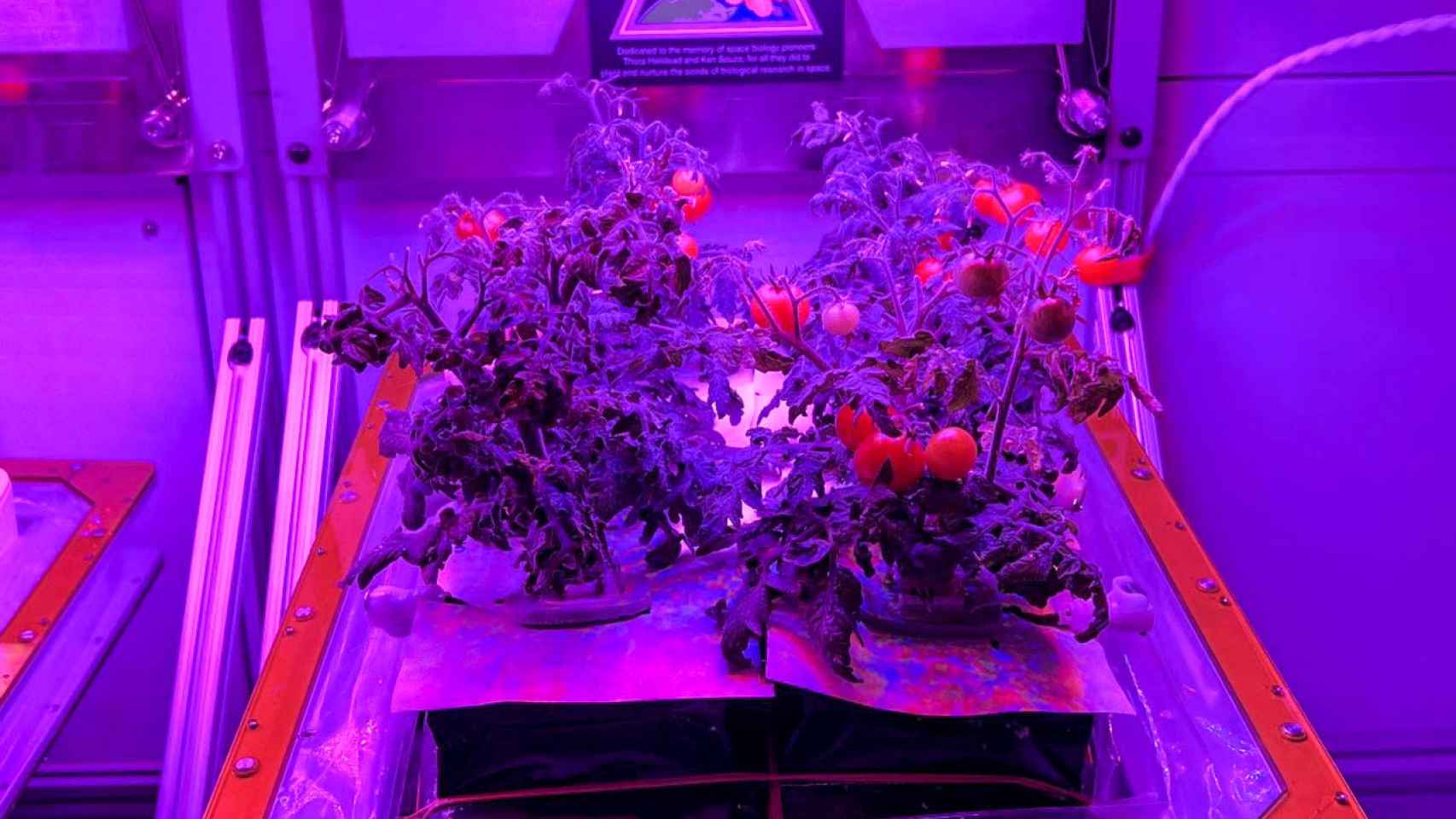 Tomates cultivados en VEG-05