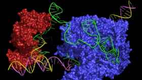Estados Unidos aprueba el primer medicamento basado en edición genética CRISPR