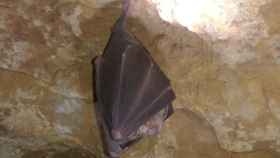 Ejemplar de murciélago en una cueva de León