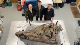 >Cráneo del enorme monstruo marino encontrado en los acantilados de Dorset.